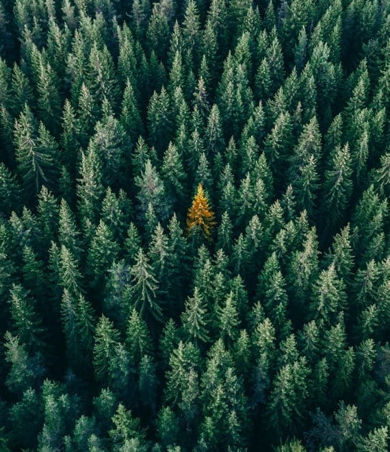 energy-saving-trees